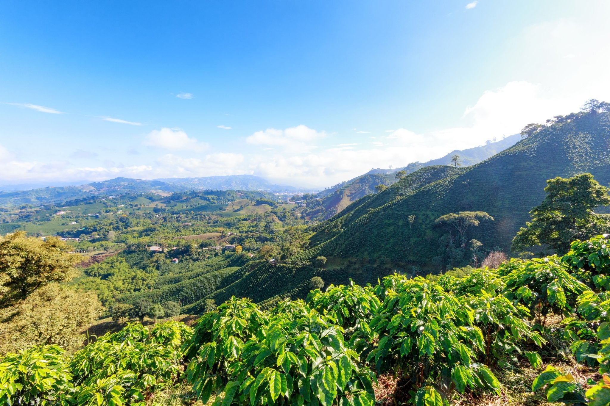 A Colombian Adventure of Coffee and Culture - Visiting coffee plantations